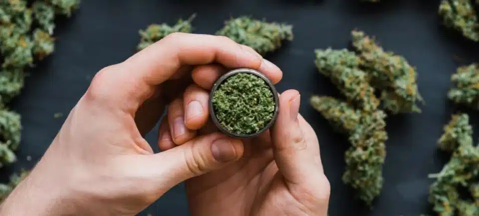 A man holds fresh buds of cannabis in his hands.